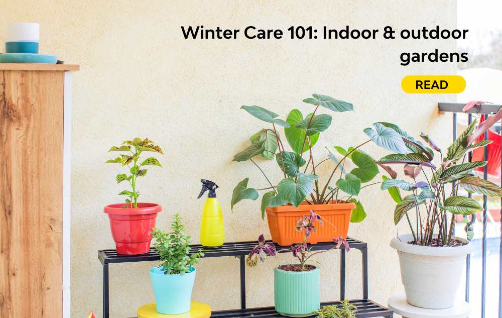 Indoor and outdoor winter garden care 