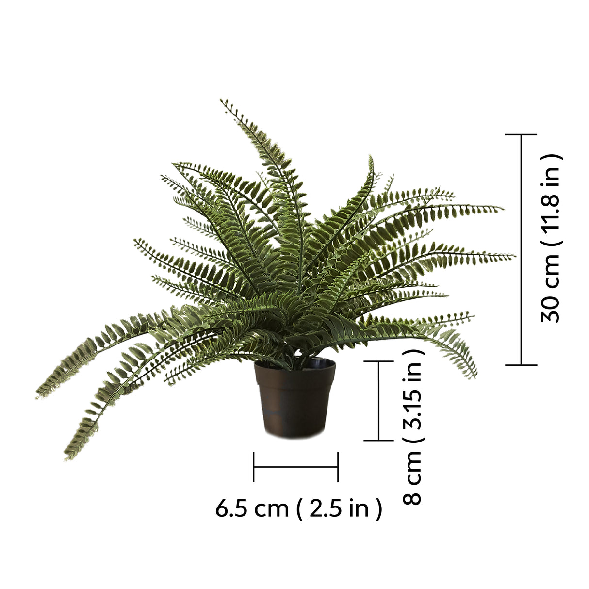 Artificial ferns with size dimensions