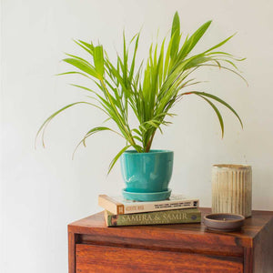 Blue ceramic planter for table decor