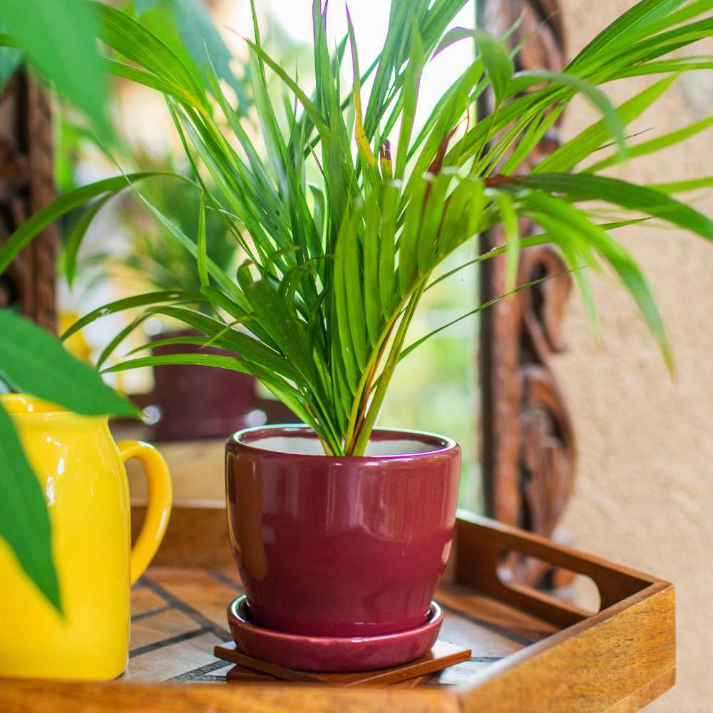 small red ceramic planter with tray