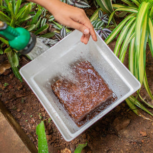 Mixing cocopeat with water