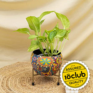 Colourful plant stand for decor