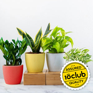 Oval garden pots for plants