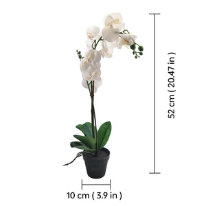 Medium sized orchid plant