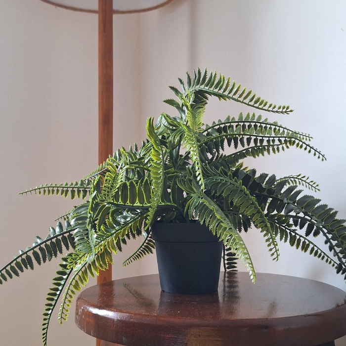 fern with pot