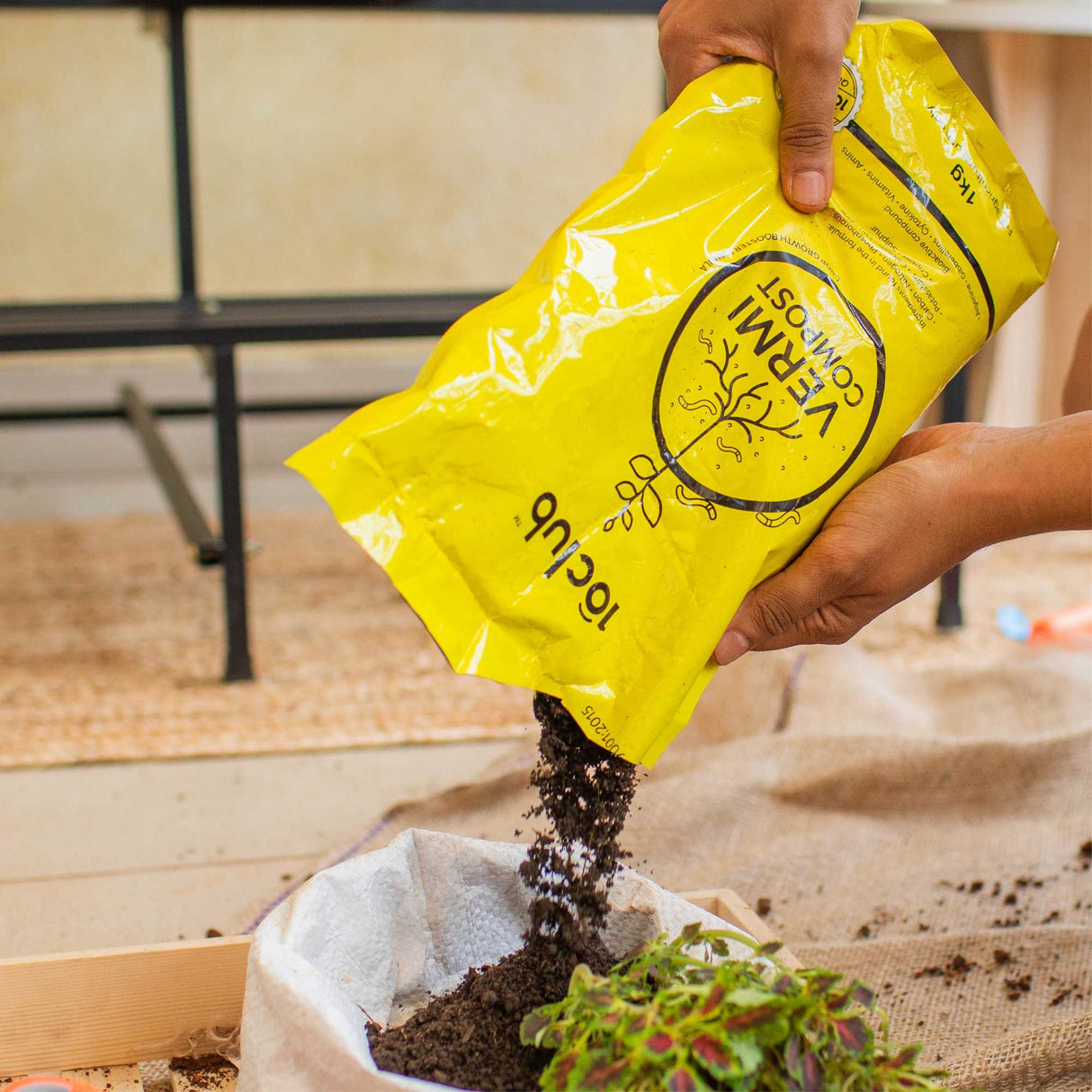 10club vermicompost getting added to a plant