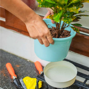 Self watering blue planter