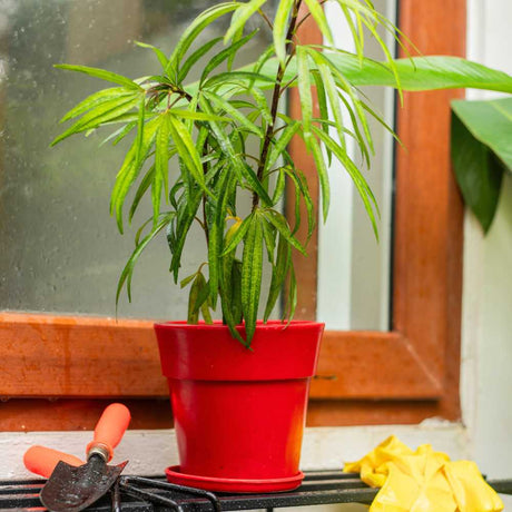 Red plastic flower and plant pot