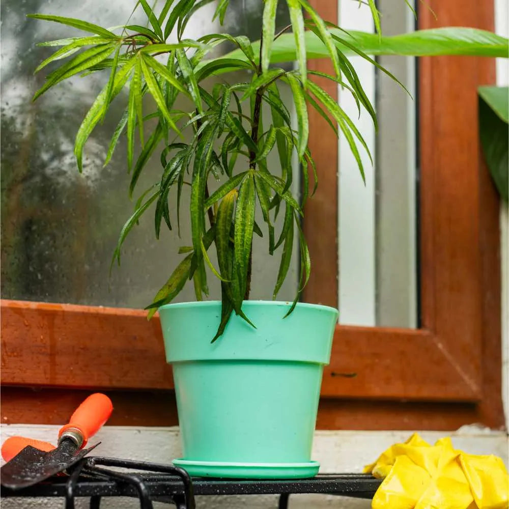 Plastic Planter Pot with Round Band With Tray